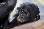 bonobo (Pan paniscus)