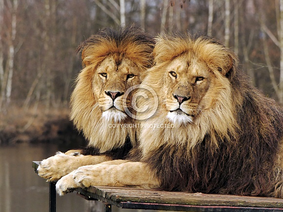 African Lion African Lion