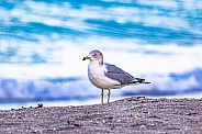 Ring-billed seagull
