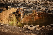 Beautiful tiger in the nature habitat. Tiger pose in amazing light. Wildlife scene with wild animal. Indian wildlife. Indian tiger. Panthera tigris tigris.