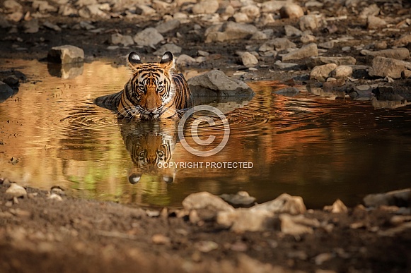 Beautiful tiger in the nature habitat. Tiger pose in amazing light. Wildlife scene with wild animal. Indian wildlife. Indian tiger. Panthera tigris tigris.