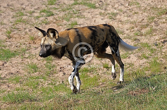 Painted Dog (African Hunting Dog)