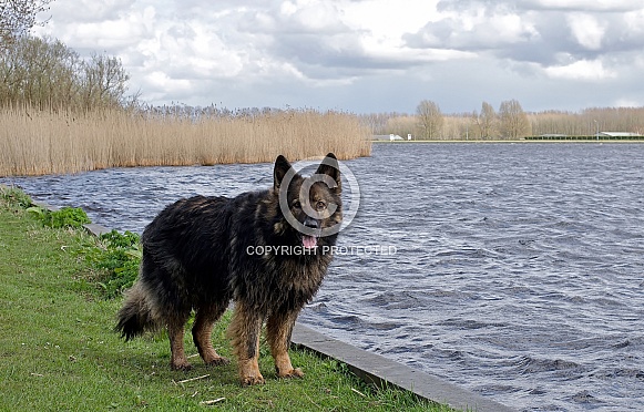 German shepherd German shepherd