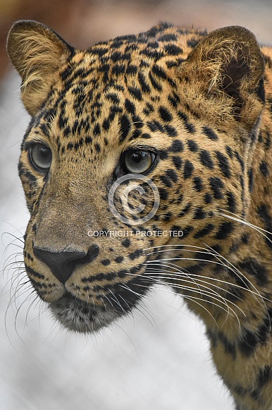 African Leopard