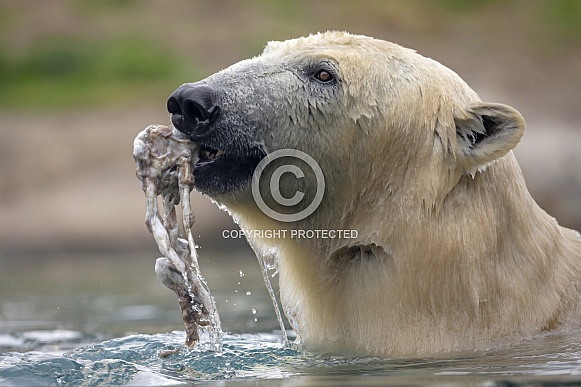 Polar bear (Ursus maritimus)