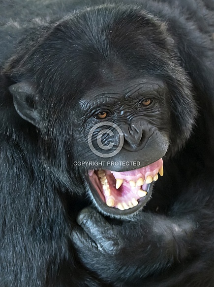 Chimpanzee (Pan troglodytes)