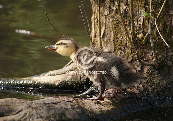 Mallard Duckling