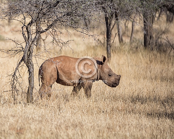 Baby White Rhino