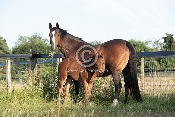 Bay Mare and filly Foal Bay Mare and filly Foal