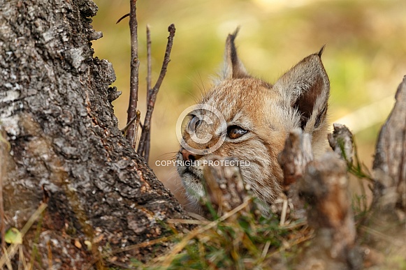 Lynx cub