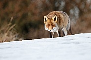 Red foxes in winter