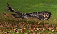 Eurasian Eagle Owl