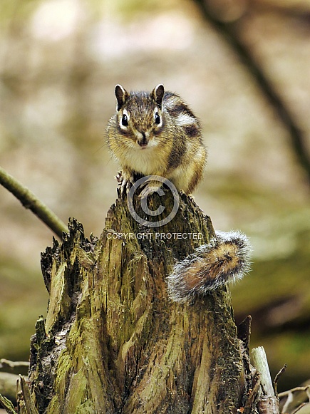 Siberian Chipmunk Siberian Chipmunk