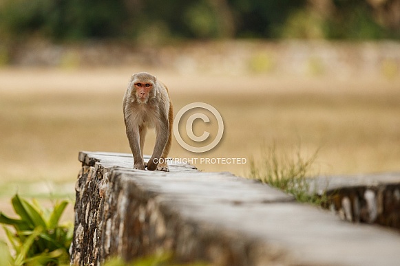 Macaque rhesus on the wall with beautiful blurry background