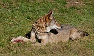 Red wolf