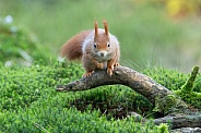 squirrel in the forest