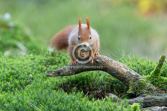 squirrel in the forest