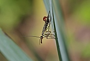 Scorpion Fly