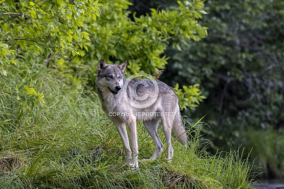 Grey Wolf