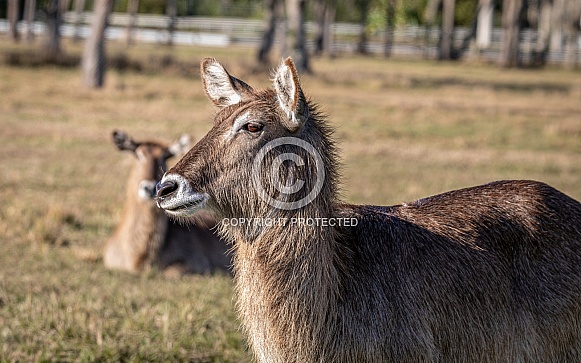 Waterbuck