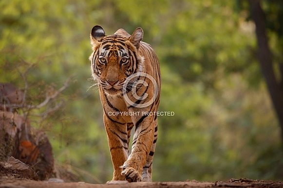 Beautiful tiger in the nature habitat. Tiger pose in amazing light. Wildlife scene with wild animal. Indian wildlife. Indian tiger. Panthera tigris tigris. Beautiful tiger in the nature habitat. Tiger pose in amazing light. Wildlife scene with wild animal. Indian wildlife. Indian tiger. Panthera tigris tigris.