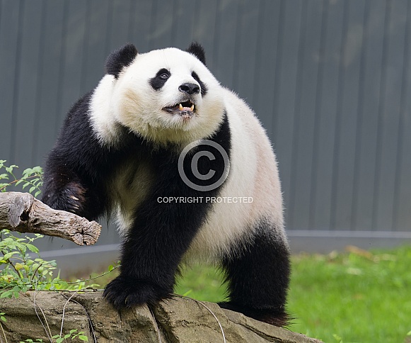Giant Pandas
