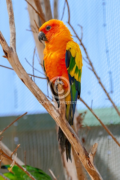 Sun Conure