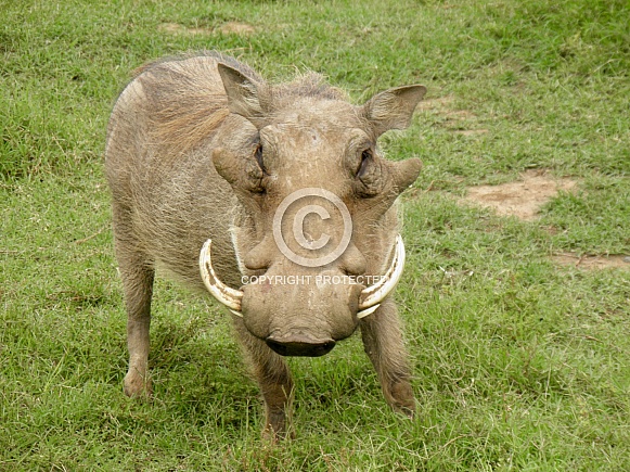 Warthog