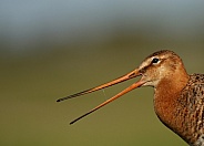 A close up black-tailed godwit