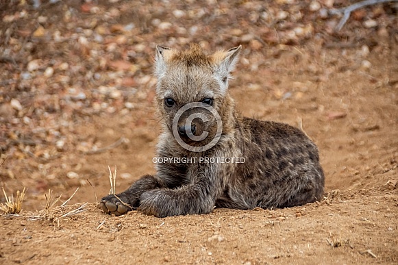 Spotted Hyena Cub