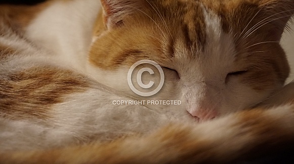 Tired Tabby Cat