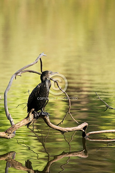Little black cormorant (wild). Little black cormorant (wild).
