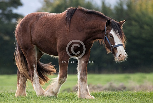 shire horse shire horse
