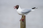 Black-headed Gull