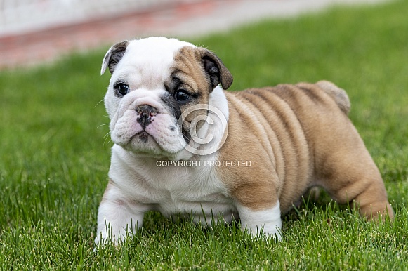 Bulldog puppy exploring the grass outside