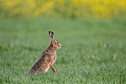 Hare