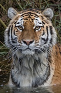 Siberian/Amur Tigress (Panthera Tigris Altaica)