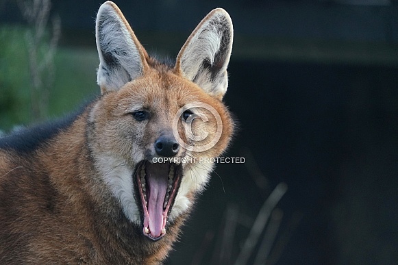 Maned Wolf