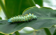 The caterpillar of the Atlas moth
