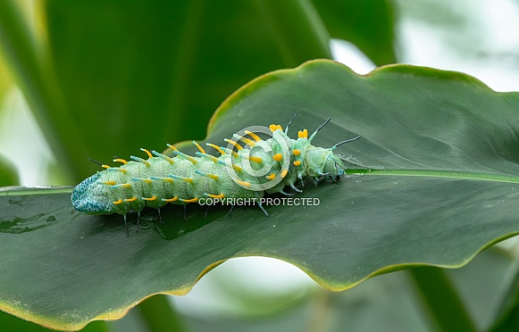 The caterpillar of the Atlas moth The caterpillar of the Atlas moth