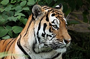 Amur Tiger