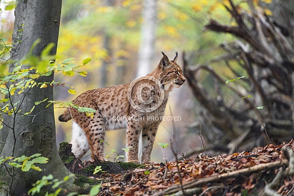 Lynx in forest
