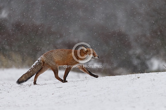 Red fox in wintertime