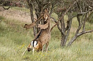 Fallow Deer