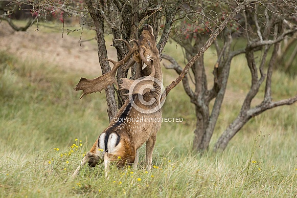 Fallow Deer