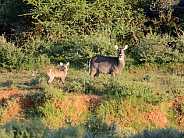 Waterbuck mother and calf