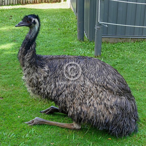 Emu Emu