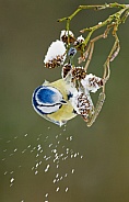 The Eurasian blue tit (Cyanistes caeruleus)
