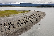 Magellanic Penguins - Tierra del Fuego - Argentina