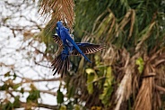 Hyacinth macaw in the nature habitat